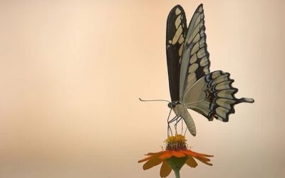 Transformation is coming (Prophetic Word)