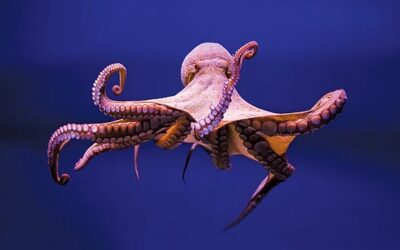 Offense: A Spiritual Octopus