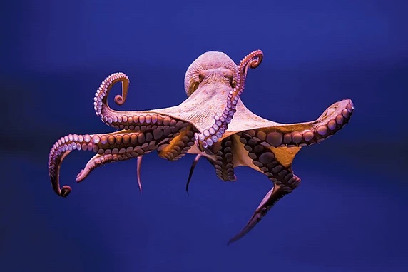 Offense: A Spiritual Octopus