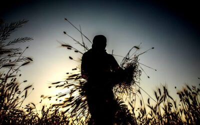 Shaking Off the Dry Season